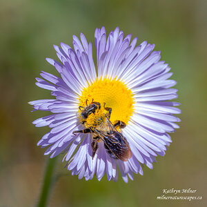 A bee on a wildflower - Smooth Fleabane.