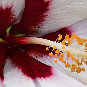 Hibiscus detail.jpg