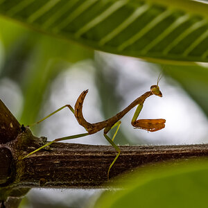 Young Mantis on a Plumeria Stalk
