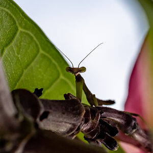 Young Mantis in Plumeria Tree