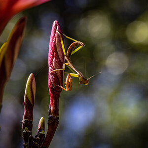 Young Mantis on a Plumeria Bud
