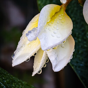 Yellow Plumeria (detail)