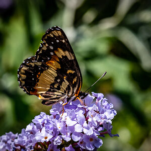 On the Butterfly Bush