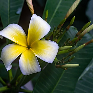 Yellow Plumeria - Samoan Fluffy