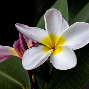 White Plumeria