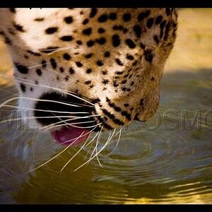 Wild Leopard  .jpeg