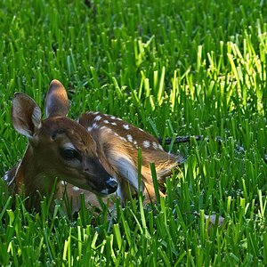 _A8A2678 fawn lying in grass in backyard 20210623165132-SharpenAI-motion.jpg