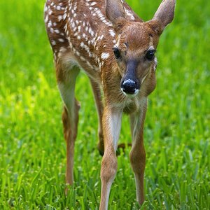 _A8A2631 fawn backyard 20210623102155-SharpenAI-motion.jpg