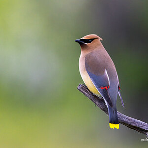 Cedar Waxwing.jpg