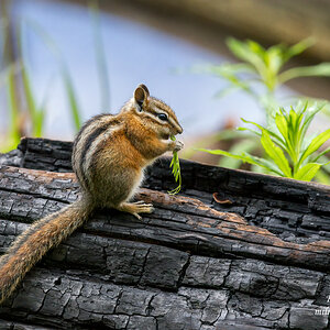 Chipmunk 4 years after forest fire.jpg
