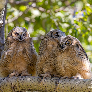 Great-horned Owlets.jpg