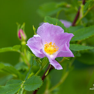 Wildflower - Wild Rose.jpg