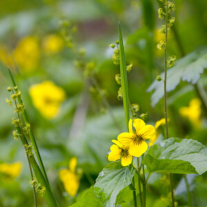 Wildflower - Yellow Violet.jpg