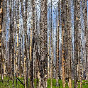 Waterton National Park, 2021, following Forest Fire  in Aug 2017.jpg