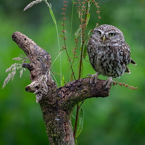 .little owl