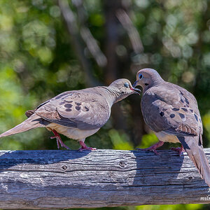 Mourning Doves.jpg