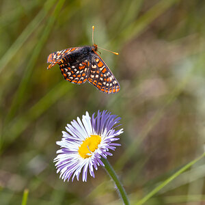 Checkerspot taking off from Smooth Fleabane.jpg