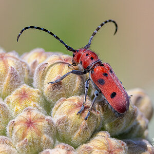 Red Milkweed Beetle on Milkweed buds.jpg