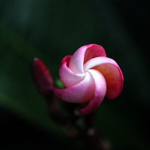 Frangipani Single_3130.jpg