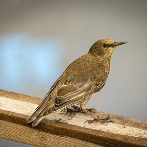 Mockingbird? (female)