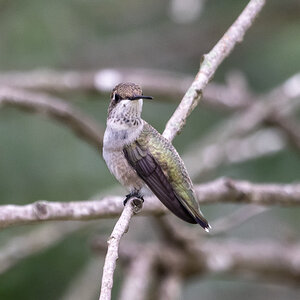Hummingbird perched