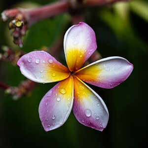 Plumeria (Rainbow)