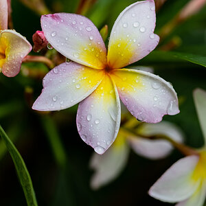 Plumeria (Rainbow)