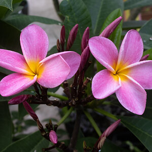 Plumeria (Pink)