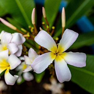 Plumeria (White Blush)