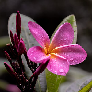 Plumeria (Rainbow) after the rain