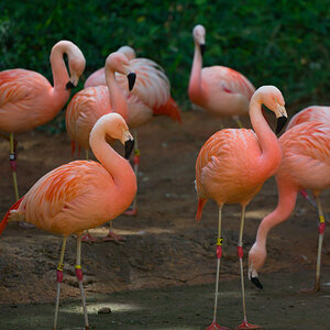 Flamingos!