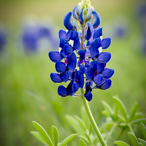 Blue bonnet.jpg