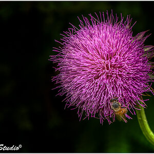 Thistle-with-bee.jpg