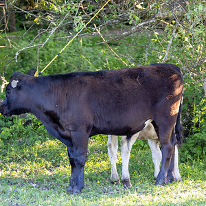 MOO COWS-3.jpg