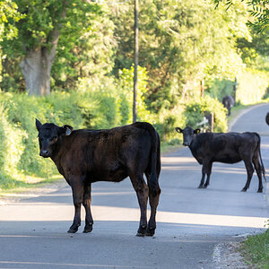 MOO COWS-6.jpg