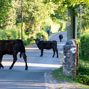 MOO COWS-7.jpg