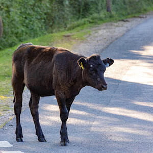 MOO COWS-8.jpg