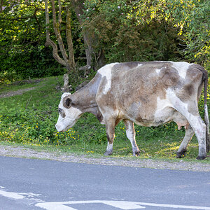 MOO COWS-10.jpg