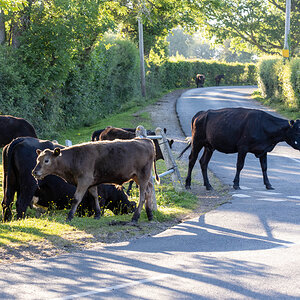 MOO COWS-13.jpg