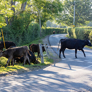 MOO COWS-14.jpg