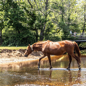 WILD HORSES  2-2.jpg