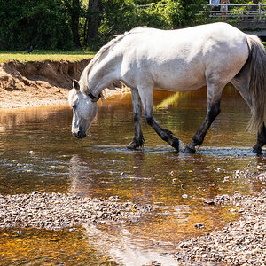 WILD HORSES  2-3.jpg