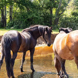 WILD HORSES  2-4.jpg