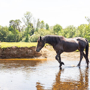 WILD HORSES  2-5.jpg