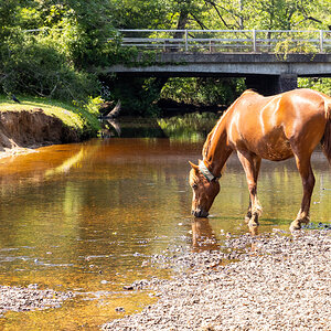 WILD HORSES  2.jpg