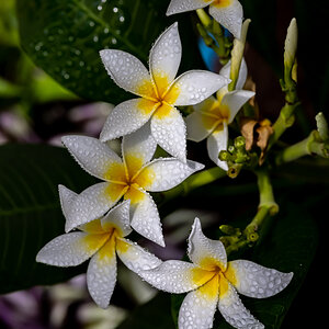 White Star Plumerias