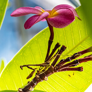 Mantis under a plumeria