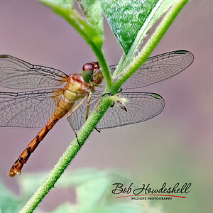 Autumn_Meadowhawk_Stacked_0000a.jpg