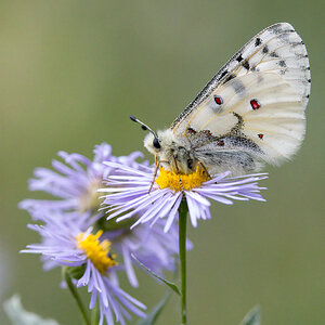 Parnasian Butterfly.jpg