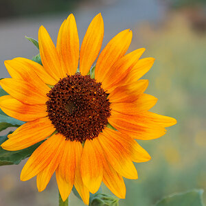 a volunteer sunflower